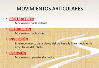 MOVIMIENTOS ARTICULARES PROTRACCIÓN Movimiento hacia delante. RETRACCIÓN Movimiento hacia atrás. INVERSIÓN Es el movimiento de la planta del pie hacia la línea media en la  articulación del tobillo. EVERSIÓN Movimiento opuesto al anterior. 