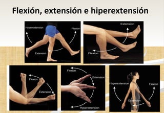 Flexión, extensión e hiperextensión   
