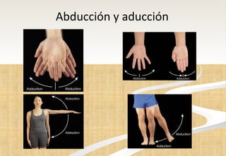 Abducción y aducción  