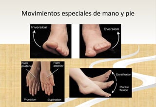 Movimientos especiales de mano y pie 