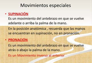 Movimientos especiales SUPINACIÓN Es un movimiento del antebrazo en que se vuelve adelante o arriba la palma de la mano. En la posición anatómica , recuerda que las manos se encuentran en supinación, no en pronación. PRONACIÓN Es un movimiento del antebrazo en que se vuelve atrás o abajo la palma de la mano. Es un Movimiento inverso al anterior 