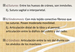 a) Suturas:  Entre los huesos de cráneo, son inmóviles.  Ej. Sutura sagital o interparietal. b) Sindesmosis:  Con más tejido conectivo fibroso que las suturas. Posee moderada movilidad.  Ej. Articulación distal de la tibia y el peroné; articulación entre la diáfisis del cúbito y del radio. c) Gónfosis:   Articulación entre la raíz del diente con los alvéolos de los maxilares. 
