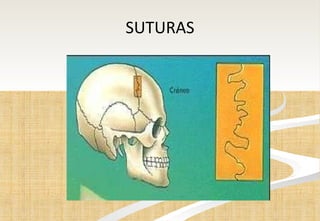SUTURAS 