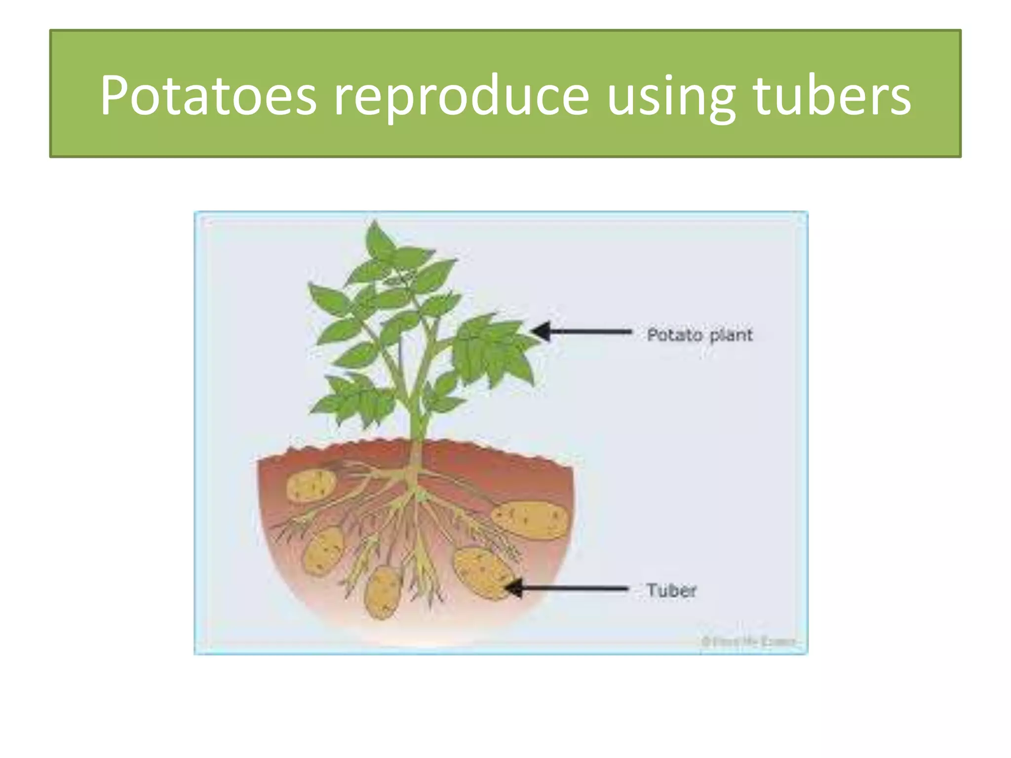 Potatoes reproduce using tubers