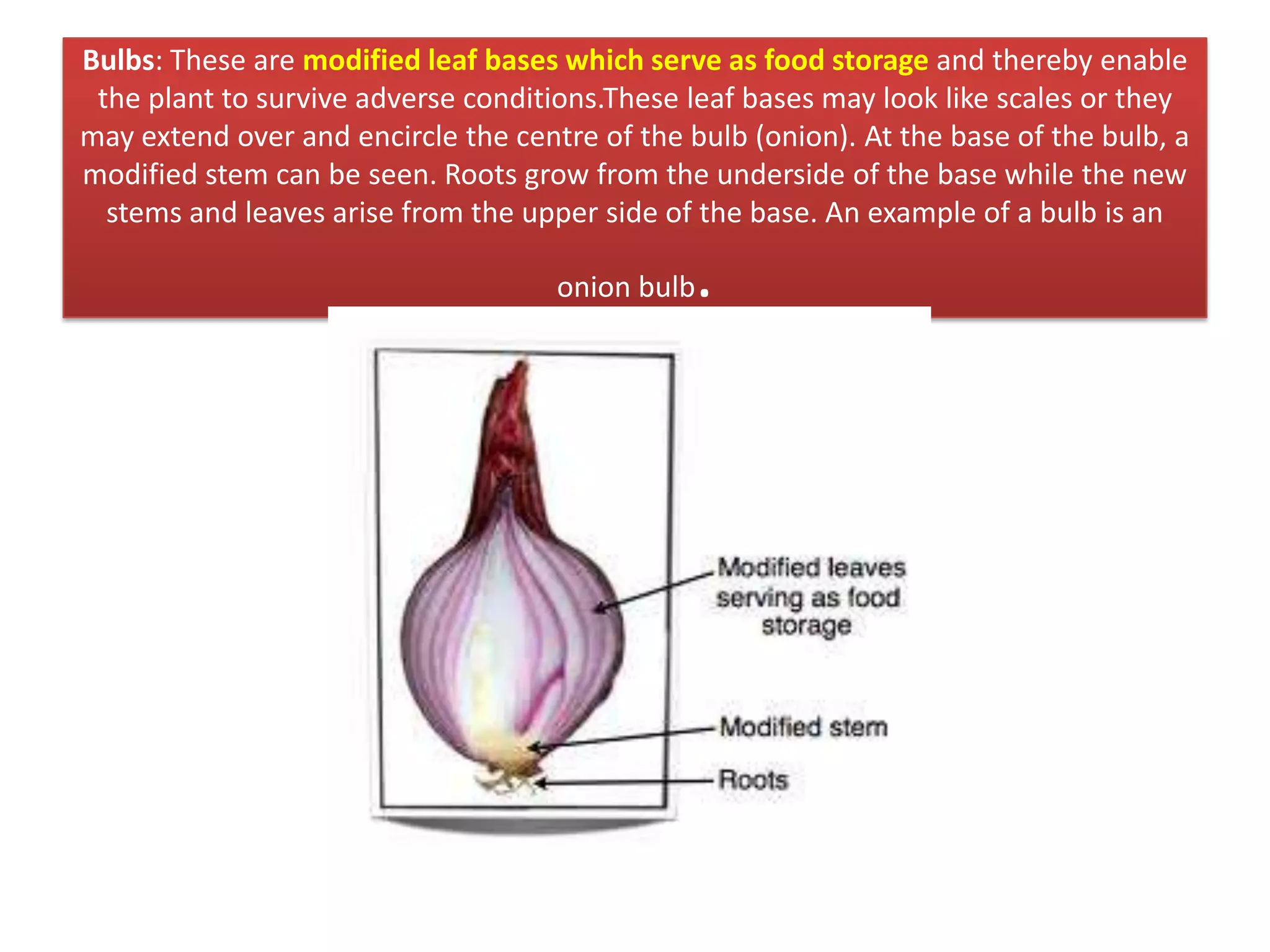 Bulbs: These are modified leaf bases which serve as food storage and thereby enable
the plant to survive adverse conditions.These leaf bases may look like scales or they
may extend over and encircle the centre of the bulb (onion). At the base of the bulb, a
modified stem can be seen. Roots grow from the underside of the base while the new
stems and leaves arise from the upper side of the base. An example of a bulb is an
onion bulb.