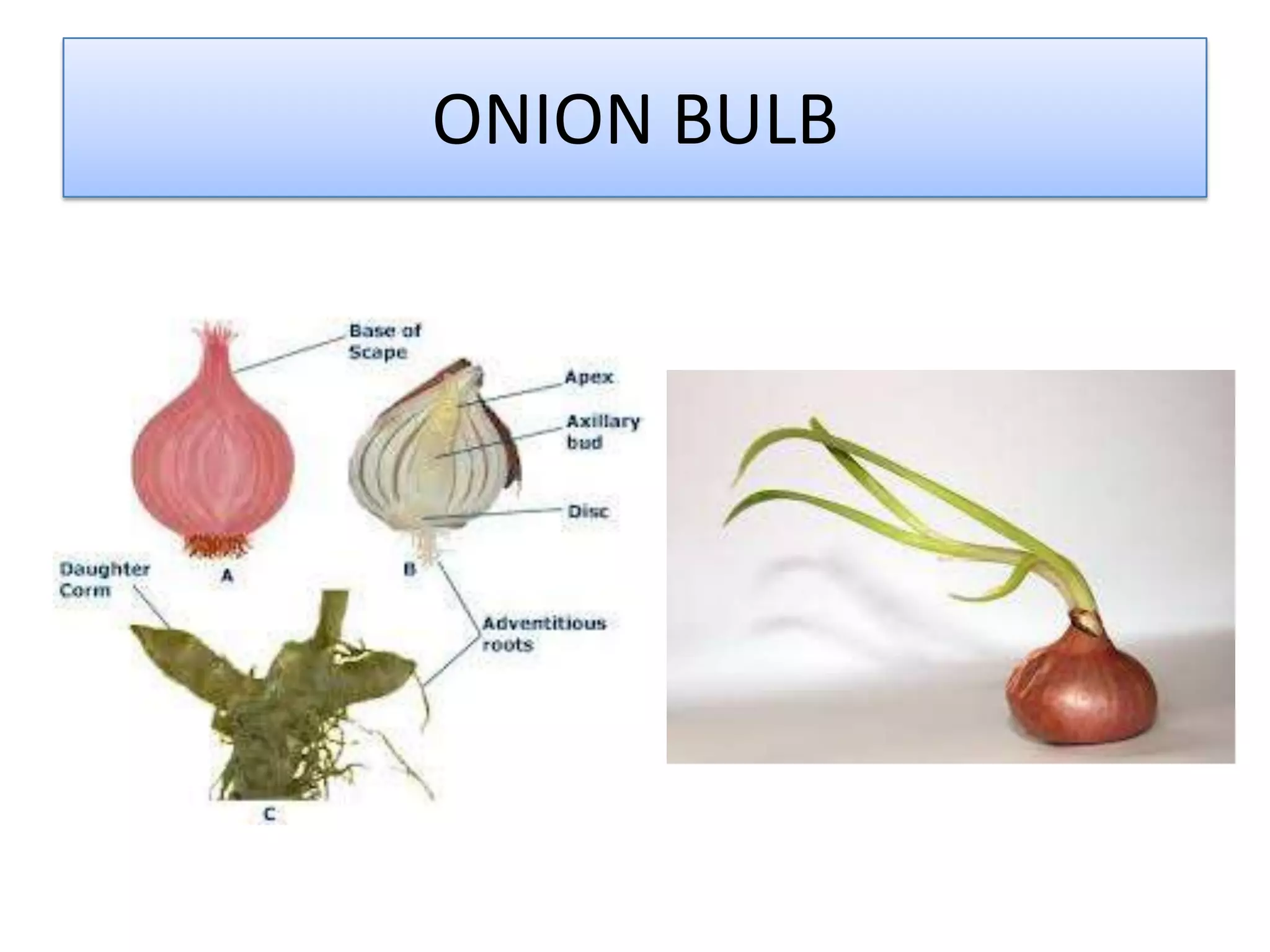 ONION BULB