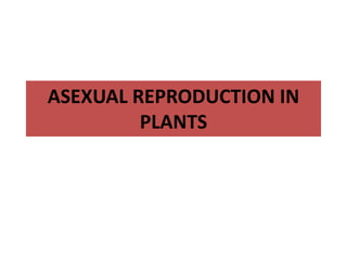 ASEXUAL REPRODUCTION IN
PLANTS
 
