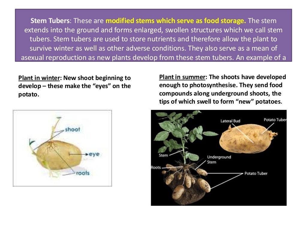 Powerpoint asexual reproduction in plants