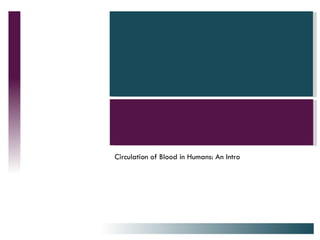 Circulation of Blood in Humans: An Intro 