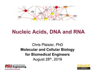 Comprehensive Overview of Nucleic Acids: DNA and RNA Structure ...