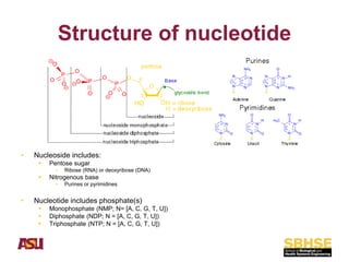 Comprehensive Overview of Nucleic Acids: DNA and RNA Structure ...