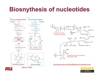 Comprehensive Overview of Nucleic Acids: DNA and RNA Structure ...