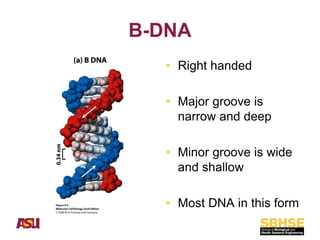 Comprehensive Overview of Nucleic Acids: DNA and RNA Structure ...