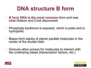 Comprehensive Overview of Nucleic Acids: DNA and RNA Structure ...