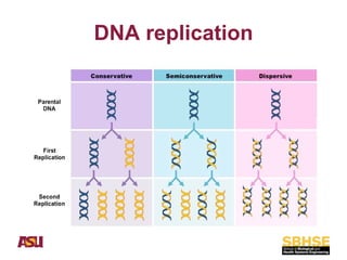 Comprehensive Overview of Nucleic Acids: DNA and RNA Structure ...