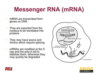 Comprehensive Overview of Nucleic Acids: DNA and RNA Structure ...