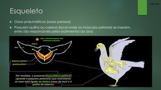 Esqueleto 
 Ossos pneumáticos (ossos porosos) 
 Possuem quilha ou carena (local onde os músculos peitorais se inserem, 
estes são responsáveis pelos batimentos da asa) 
Pâmela 
 