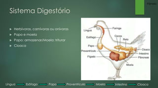 Sistema Digestório 
 Herbívoras, carnívoras ou onívoras 
 Papo e moela 
 Papo: armazenar/Moela: triturar 
 Cloaca 
Pâmela 
Língua Esôfago Papo Proventrículo Moela Intestino Cloaca 
 