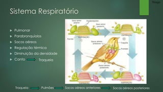 Sistema Respiratório 
 Pulmonar 
 Parabronquíolos 
 Sacos aéreos 
 Regulação térmica 
 Diminuição da densidade 
 Canto 
Traqueia 
Traqueia Pulmões Sacos aéreos anteriores Sacos aéreos posteriores 
Thiago 
 