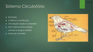 Sistema Circulatório 
 Fechado 
 2 átrios e 2 ventrículos 
 Circulação dupla e completa 
 Sem mistura entre sangue 
venoso e sangue arterial 
 Aorta do contrário 
Mateus 
 