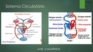 Sistema Circulatório 
AVES X MAMÍFEROS 
Mateus 
 