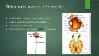Sistema Nervoso e Sensorial 
 Encéfalo bem desenvolvido + que répteis 
 Visão e audição bastante aguçadas 
 Comunicação por sons 
 Capacidade de orientação migrações 
Pâmela 
 