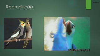 Reprodução 
Mateus 
 
