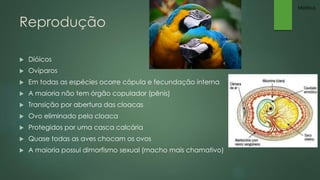 Reprodução 
 Dióicos 
 Ovíparos 
 Em todas as espécies ocorre cópula e fecundação interna 
 A maioria não tem órgão copulador (pênis) 
 Transição por abertura das cloacas 
 Ovo eliminado pela cloaca 
 Protegidos por uma casca calcária 
 Quase todas as aves chocam os ovos 
 A maioria possui dimorfismo sexual (macho mais chamativo) 
Mateus 
 