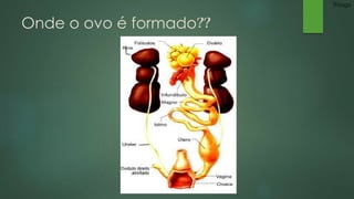 Onde o ovo é formado?? 
Thiago 
 