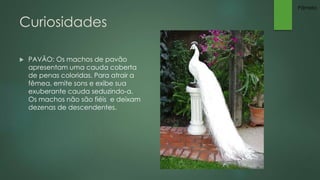 Curiosidades 
 PAVÃO: Os machos de pavão 
apresentam uma cauda coberta 
de penas coloridas. Para atrair a 
fêmea, emite sons e exibe sua 
exuberante cauda seduzindo-a. 
Os machos não são fiéis e deixam 
dezenas de descendentes. 
Pâmela 
 