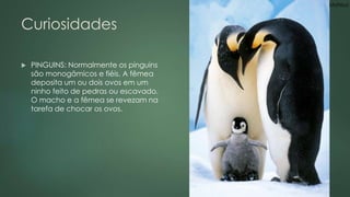 Curiosidades 
 PINGUINS: Normalmente os pinguins 
são monogâmicos e fiéis. A fêmea 
deposita um ou dois ovos em um 
ninho feito de pedras ou escavado. 
O macho e a fêmea se revezam na 
tarefa de chocar os ovos. 
Mateus 
 