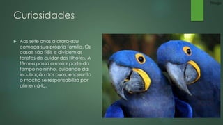 Curiosidades 
 Aos sete anos a arara-azul 
começa sua própria família. Os 
casais são fiéis e dividem as 
tarefas de cuidar dos filhotes. A 
fêmea passa a maior parte do 
tempo no ninho, cuidando da 
incubação dos ovos, enquanto 
o macho se responsabiliza por 
alimentá-la. 
Thiago 
 