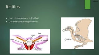 Ratitas 
 Não possuem carena (quilha) 
 Consideradas mais primitivas 
Millena 
 