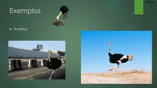 Exemplos 
 Avestruz 
Millena 
 
