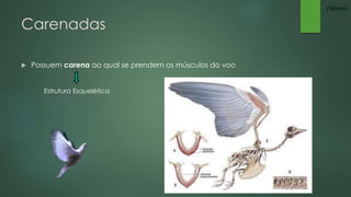 Carenadas 
 Possuem carena ao qual se prendem os músculos do voo 
Estrutura Esquelética 
Pâmela 
 