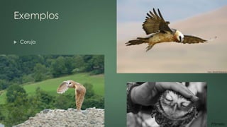 Exemplos 
 Coruja 
Pâmela 
 