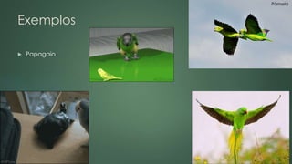 Exemplos 
 Papagaio 
Pâmela 
 