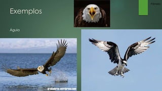 Exemplos 
Águia 
Pâmela 
 