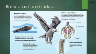 Bater asas não é tudo... 
Mateus 
 