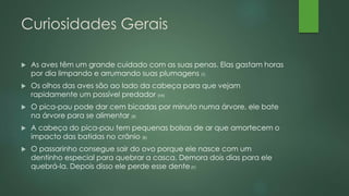 Curiosidades Gerais 
 As aves têm um grande cuidado com as suas penas. Elas gastam horas 
por dia limpando e arrumando suas plumagens (T) 
 Os olhos das aves são ao lado da cabeça para que vejam 
rapidamente um possível predador (Mi) 
 O pica-pau pode dar cem bicadas por minuto numa árvore, ele bate 
na árvore para se alimentar (B) 
 A cabeça do pica-pau tem pequenas bolsas de ar que amortecem o 
impacto das batidas no crânio (B) 
 O passarinho consegue sair do ovo porque ele nasce com um 
dentinho especial para quebrar a casca. Demora dois dias para ele 
quebrá-la. Depois disso ele perde esse dente(P) 
 