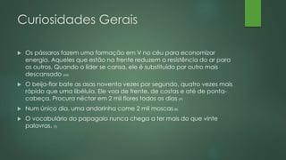 Curiosidades Gerais 
 Os pássaros fazem uma formação em V no céu para economizar 
energia. Aqueles que estão na frente reduzem a resistência do ar para 
os outros. Quando o líder se cansa, ele é substituído por outro mais 
descansado (Mi) 
 O beija-flor bate as asas noventa vezes por segundo, quatro vezes mais 
rápido que uma libélula. Ele voa de frente, de costas e até de ponta-cabeça. 
Procura néctar em 2 mil flores todos os dias (P) 
 Num único dia, uma andorinha come 2 mil moscas(B) 
 O vocabulário do papagaio nunca chega a ter mais do que vinte 
palavras. (T) 
