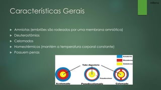 Características Gerais 
 Amniotas (embriões são rodeados por uma membrana amniótica) 
 Deuterostômios 
 Celomados 
 Homeotérmicos (mantém a temperatura corporal constante) 
 Possuem penas 
Millena 
 