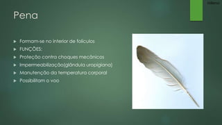 Pena 
 Formam-se no interior de folículos 
 FUNÇÕES: 
 Proteção contra choques mecânicos 
 Impermeabilização(glândula uropigiana) 
 Manutenção da temperatura corporal 
 Possibilitam o voo 
Millena 
 