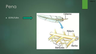 Pena 
 ESTRUTURA 
Millena 
 