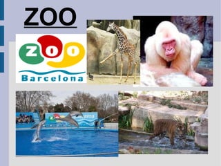 ZOO 