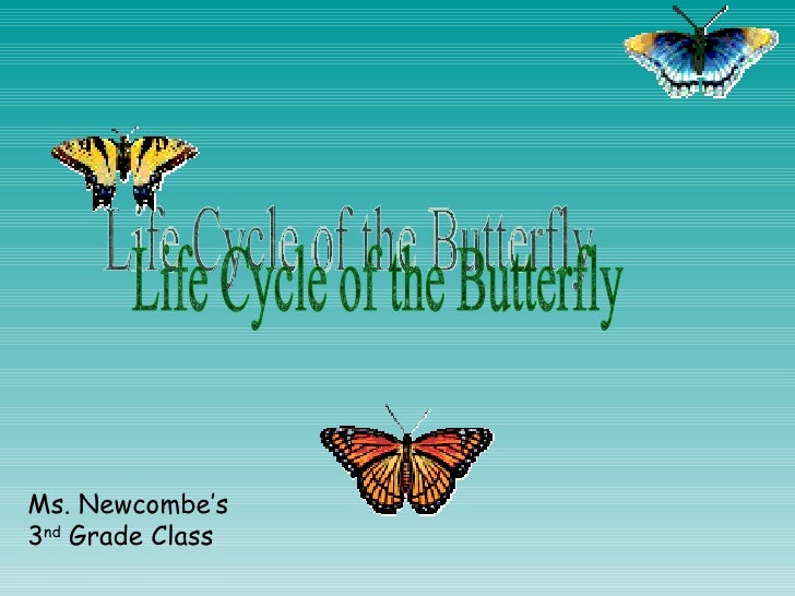Butterfly Life Cycle