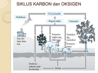 SIKLUS KARBON dan OKSIGEN
 