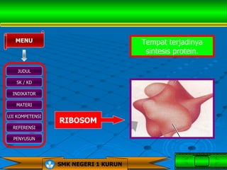 MENU                               Tempat terjadinya
                                       sintesis protein.

    JUDUL

   SK / KD

  INDIKATOR

   MATERI

UJI KOMPETENSI
                 RIBOSOM
  REFERENSI

  PENYUSUN




                 SMK NEGERI 1 KURUN
 