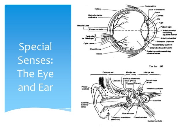 Module 13: Eye and Ear ear diagram powerpoint 