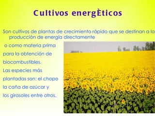 Cultivos energéticos Son cultivos de plantas de crecimiento rápido que se destinan a la  producción de energía directamente o como materia prima  para la obtención de biocombustibles.  Las especies más plantadas son: el chopo la caña de azúcar y los girasoles entre otros. . 